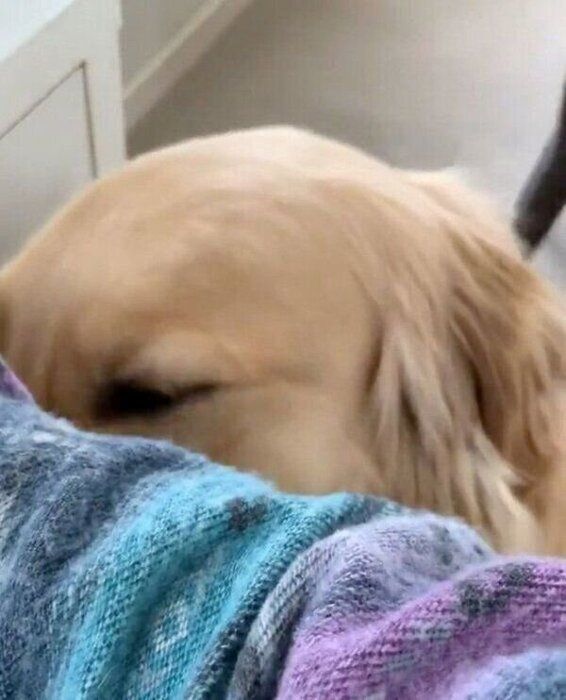 飼い主さんにかまってアピールをするコメちゃん