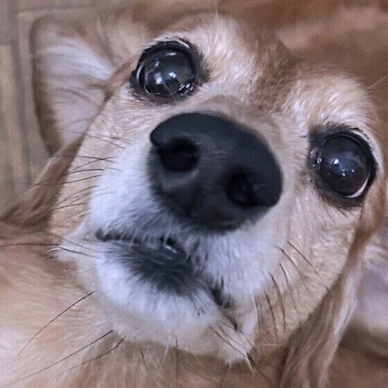 シニア犬が後追いをする理由と対応は？ 愛犬がずっとついてくる場合はどうすればいい？ いぬのきもち