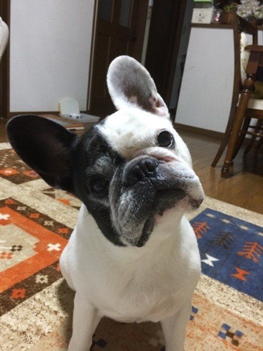 首をかしげるフレンチブルドッグ