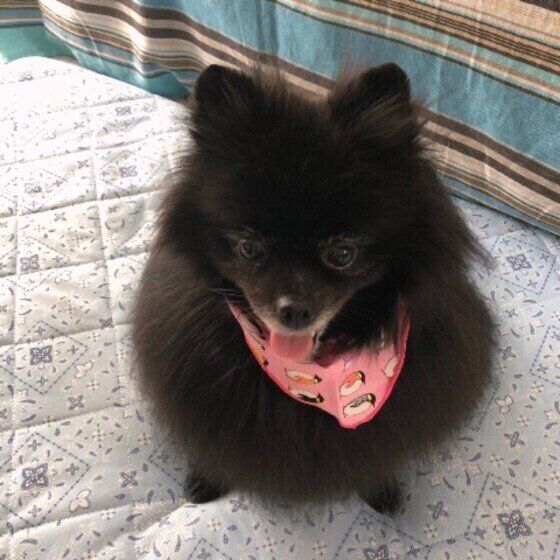 見つめるポメラニアン