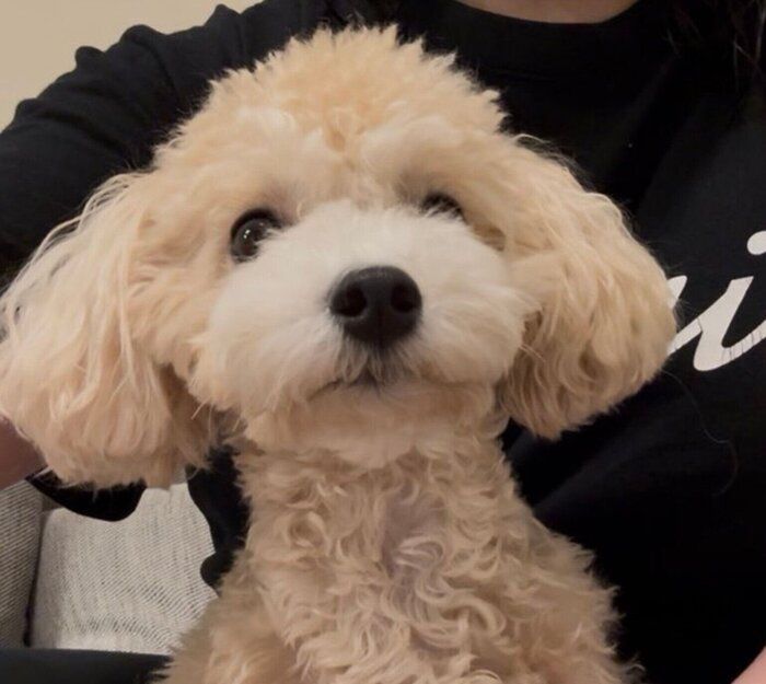 飼い主さんと写真に写るボサノヴァちゃん