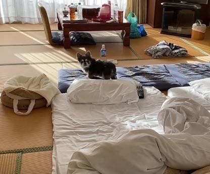 チワワ 犬