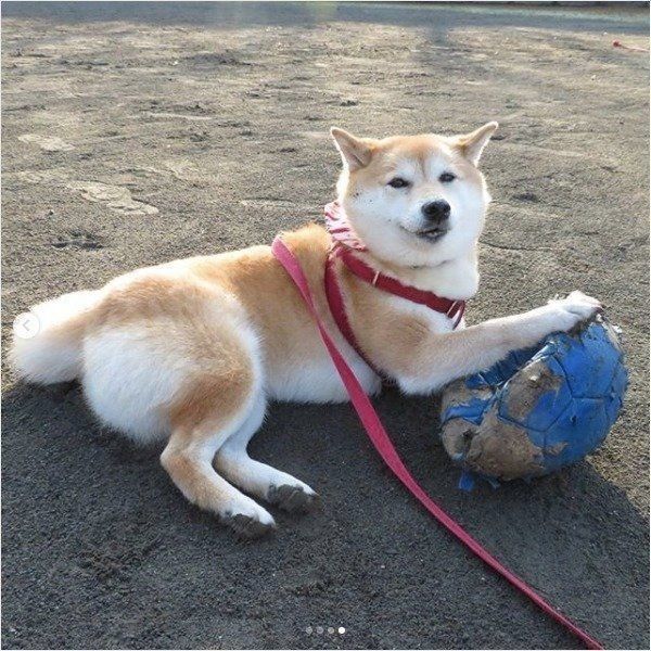 柴犬