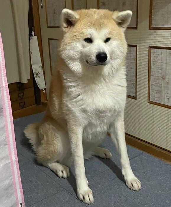 パパさんの帰りを待つももちゃん