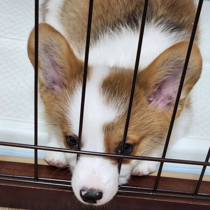 お迎えしたばかりのころのうにくん
