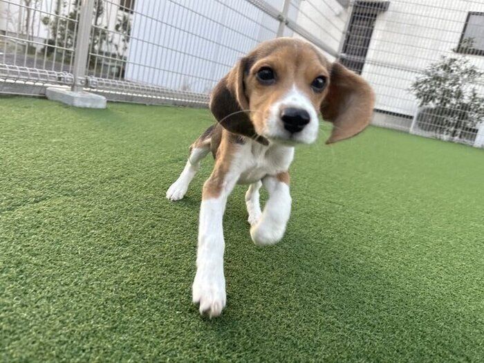 外で遊ぶぽぴいくん