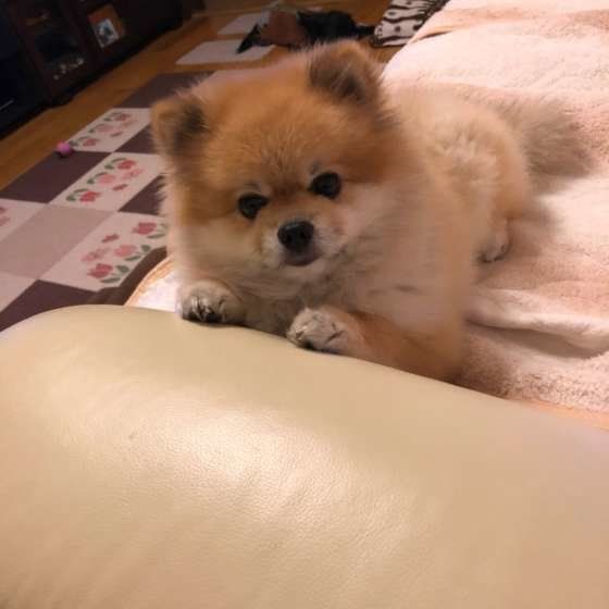 ポメラニアン
