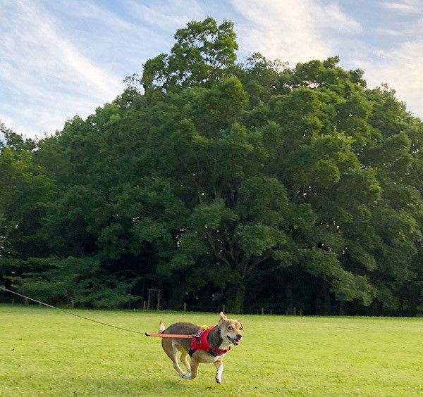 公園で走る犬