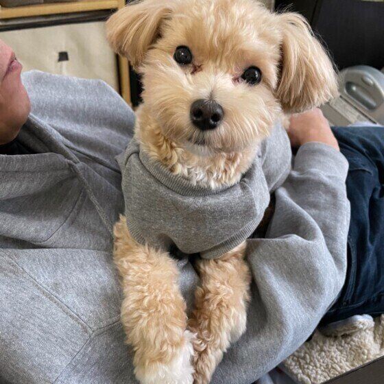 洋服を着るMix犬