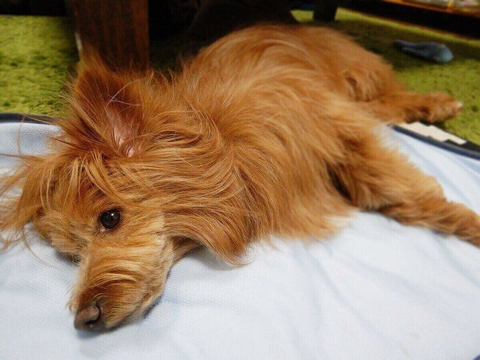 連載「こぐま犬てんすけ」