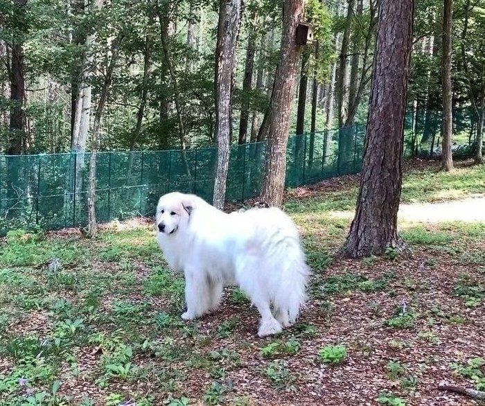 庭に出た犬