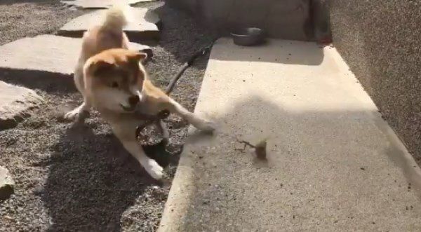 カマキリと戦うハナちゃん