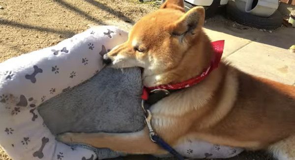 新しいマットを受け入れる柴犬