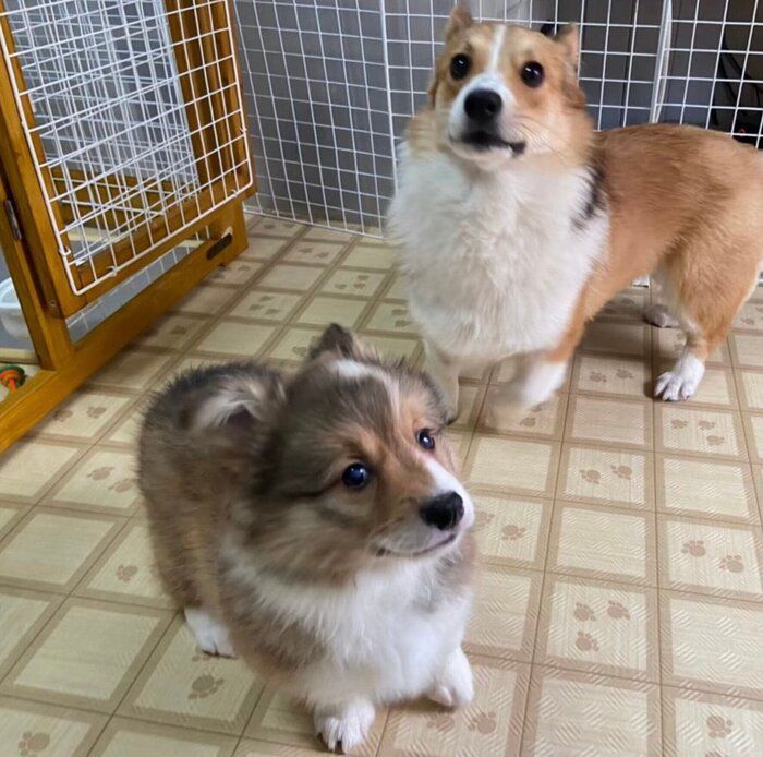 姉犬・せこむちゃんとうりちゃん
