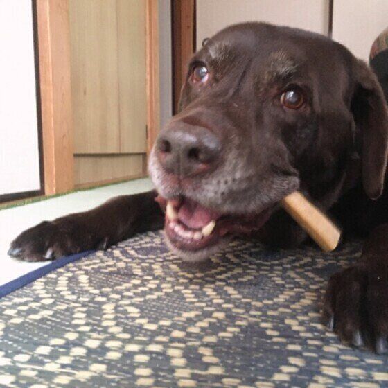 おやつを食べるラブラドール・レトリーバー