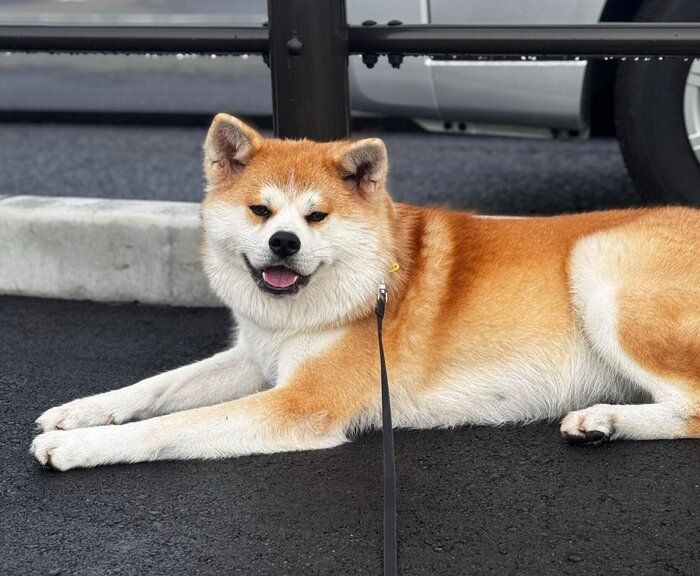 散歩中の来未ちゃん