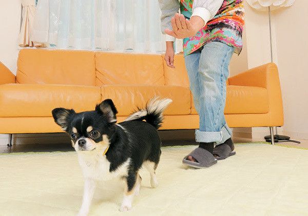 歩くチワワ
