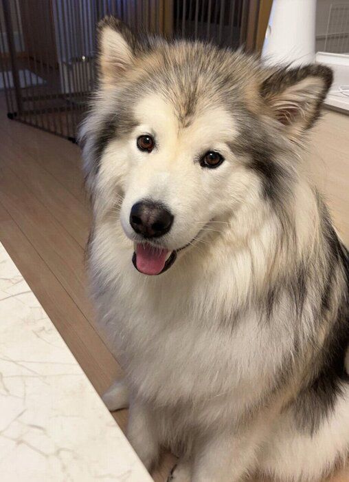 微笑むフブキくん