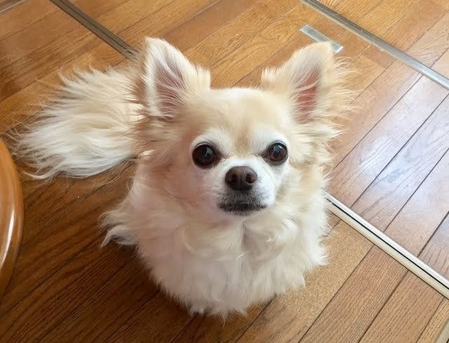 見上げる犬