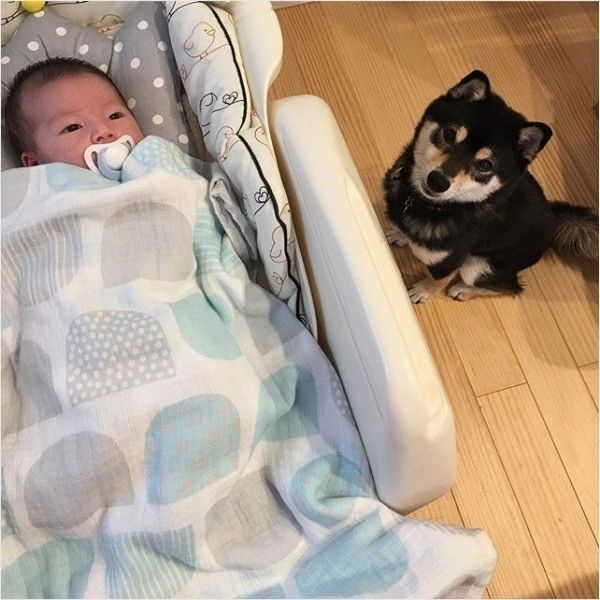 柴犬