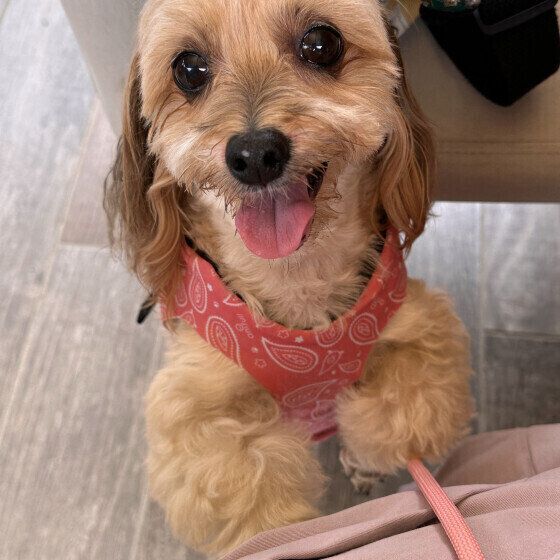 シニア犬が後追いをする理由と対応法　 愛犬がずっとついてくる場合はどうすればいい？