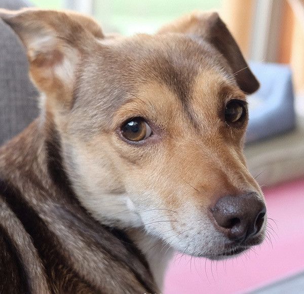 見つめる犬