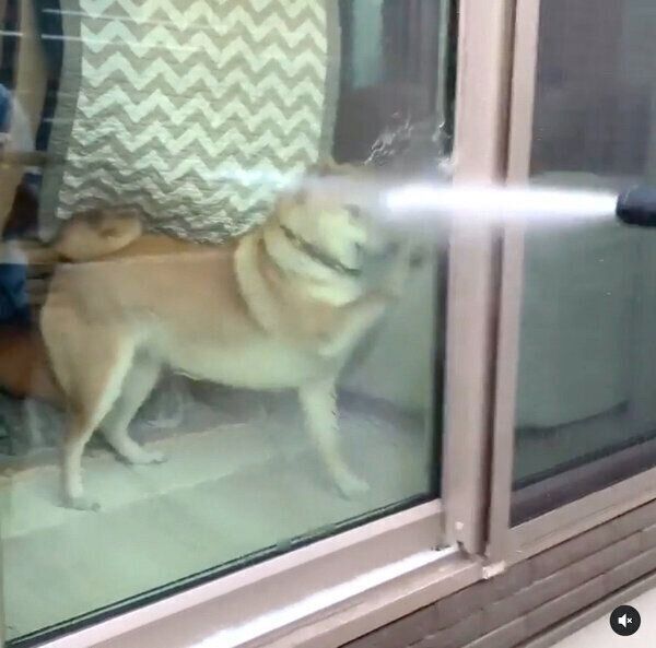 大掃除中の飼い主さんの邪魔をする味噌ちゃん