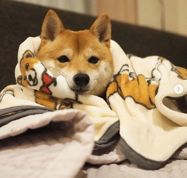 見つめる豆柴