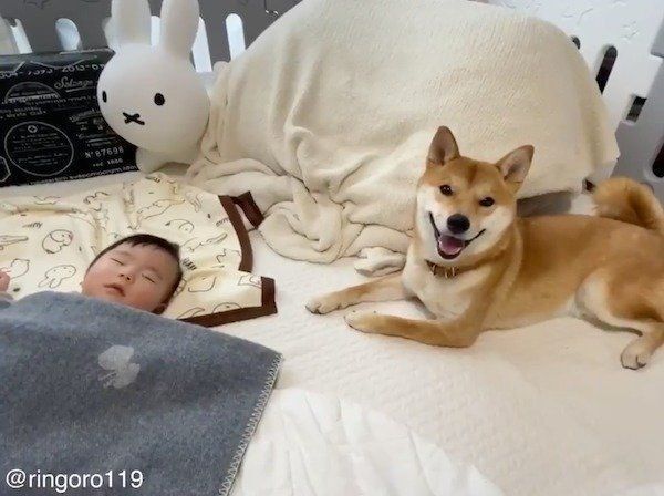 柴犬のうちの子記念日