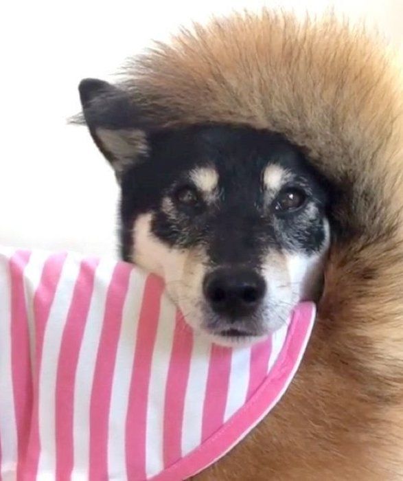 しっぽ遊びをする柴犬