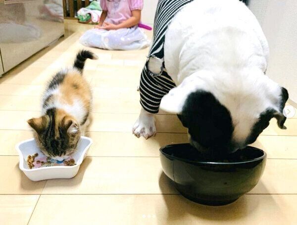 一緒にごはんを食べるジョビンちゃんとチャコちゃん