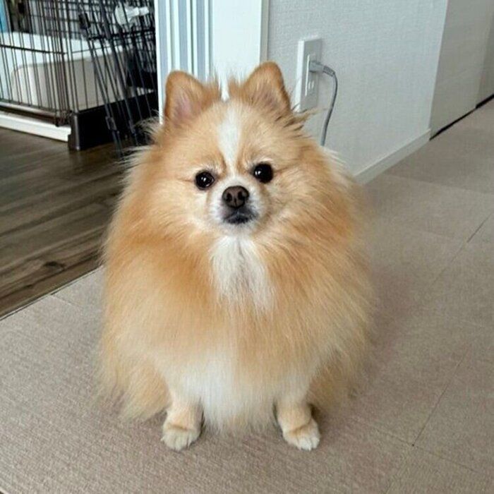5才になった現在のピカルディくん