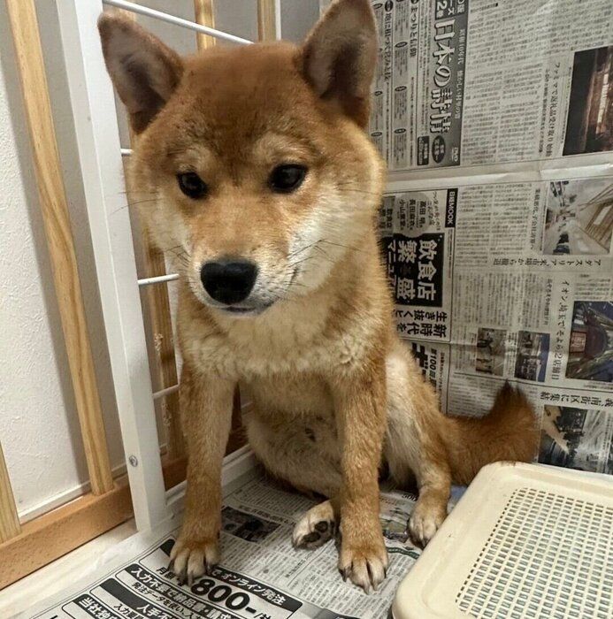お迎えしたばかりのころのぽたくん