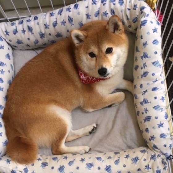 柴