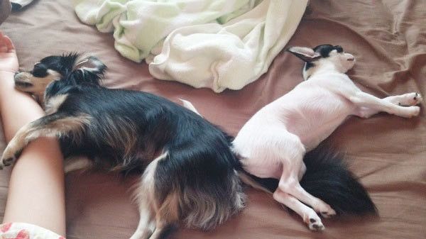 眠るチワワ