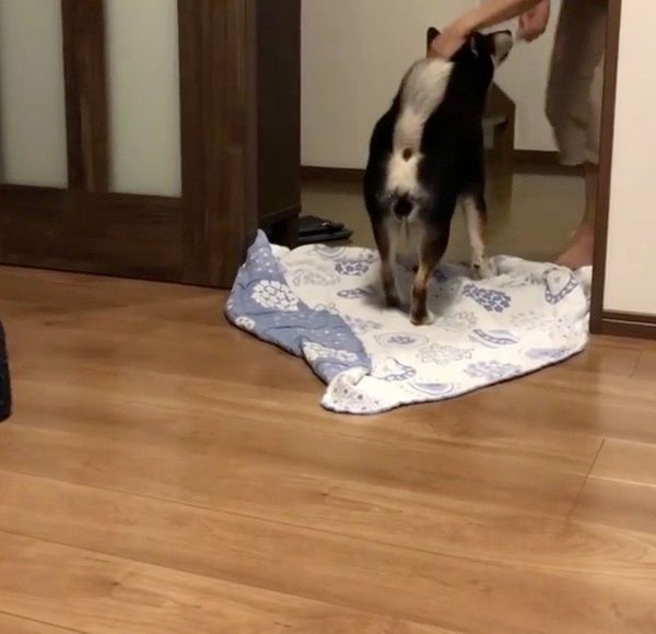 ドッキリを仕掛けられる柴犬