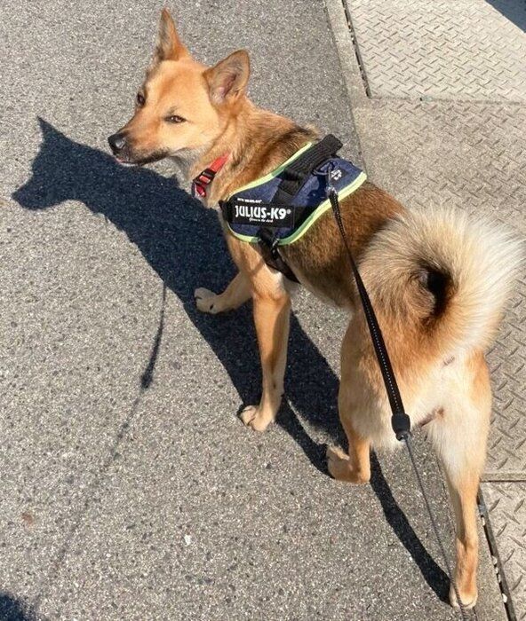 お散歩が好きないのちゃん