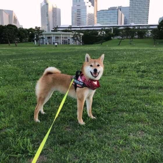 柴