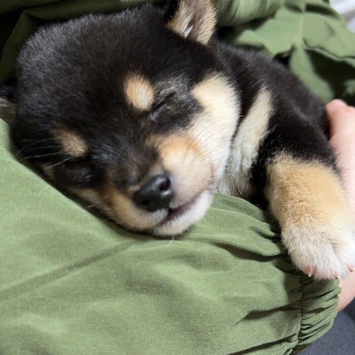 お迎えする前のこたくん