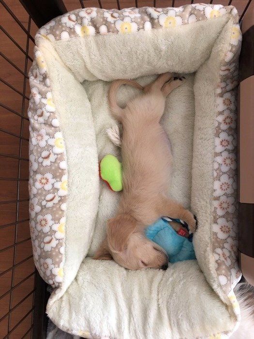 眠る犬