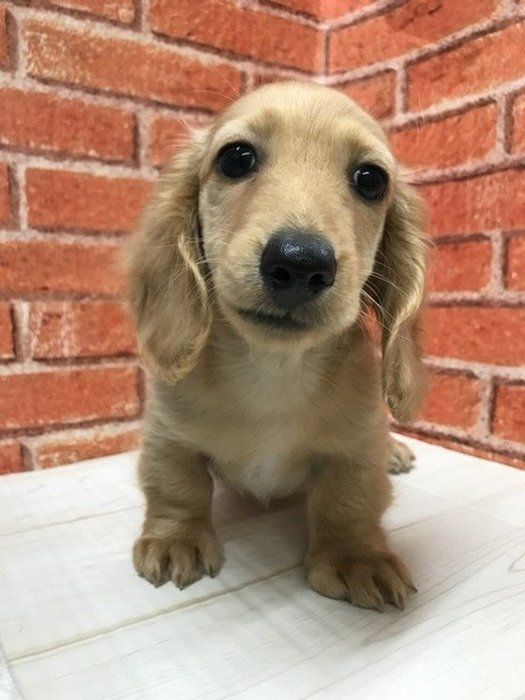 ダックス