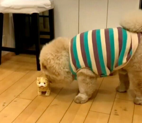 おもちゃを見つめるくり蔵くん