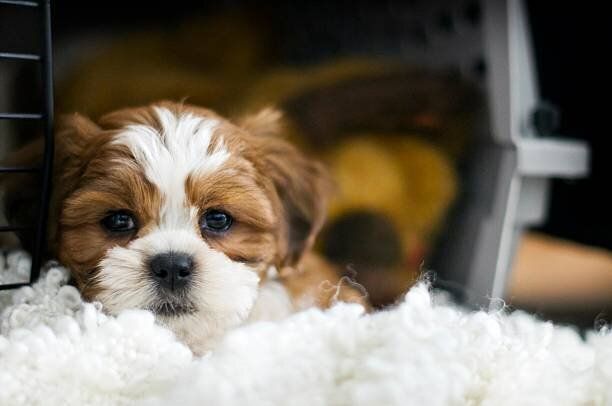 子犬ケージに