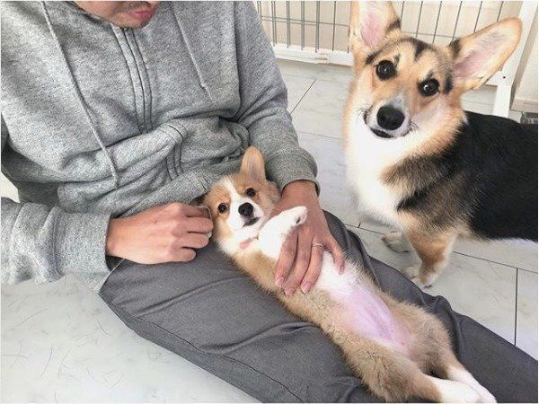 コーギー