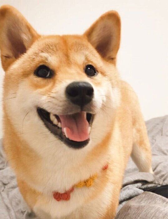 笑顔のタツノコ姫ちゃん
