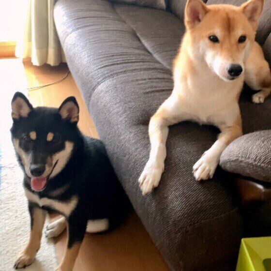 くつろぐ柴犬