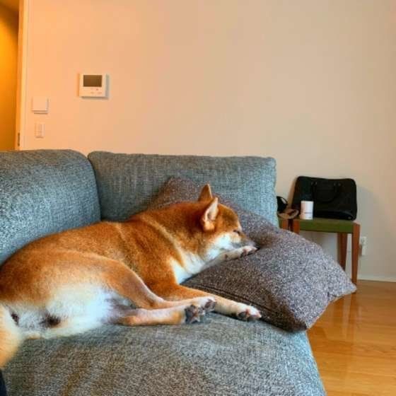 ソファでくつろぐ柴犬