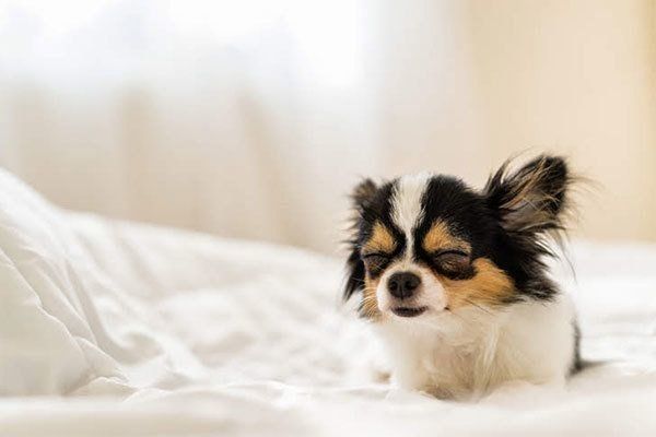 眠そうなチワワ