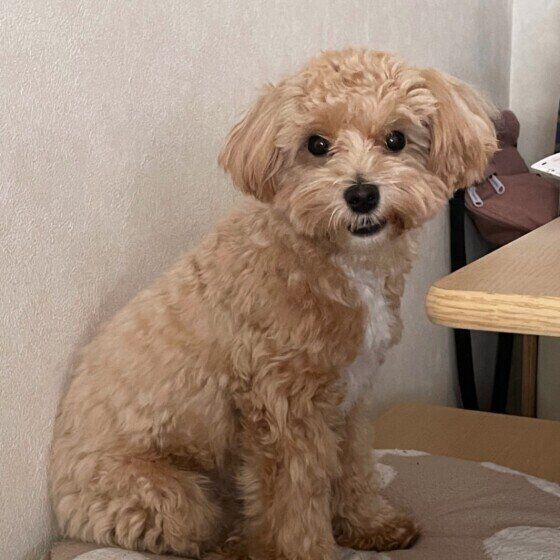 笑うMix犬