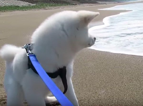 秋田犬